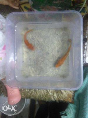 Two Orange Pet Fish