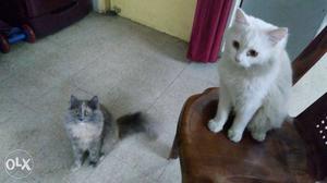 Two Persian Cat Male & Female