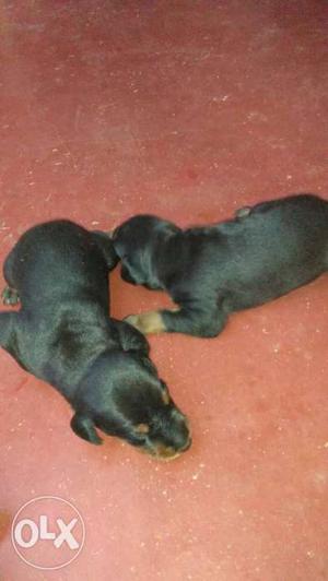 Two Short Coat Black-and-tan Puppies