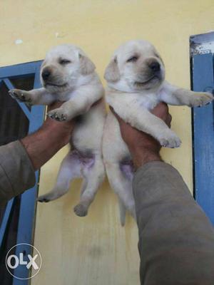 Two Short Coated White Puppies