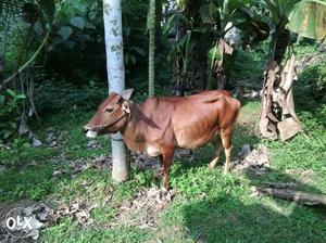 Two Vechoor cow for sale in Thrissur district of vallachira