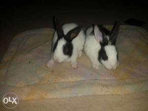 Two White And Black Rabbits
