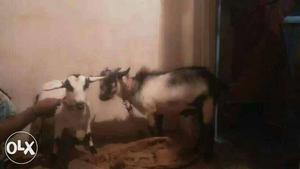 Two White And Black Saanen Goat