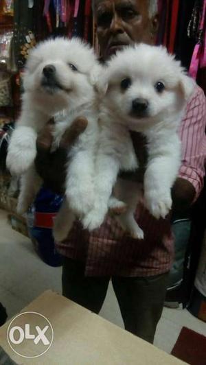 Two White Fur Puppies