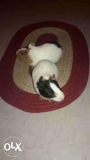 Two White,brown, And Black Guinea Pigs with special cage