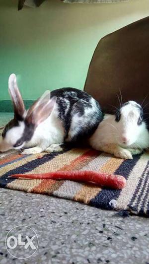 Two healthy rabbits age 1 year white and black