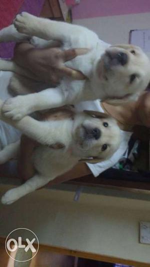 Two pure breed Labrador retriever female puppies