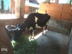 Urgent: HF, Sayiwala cow and Ghir calf for sale.