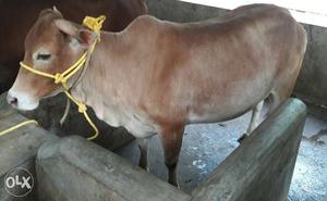 Vechur Cow In Thiruvananthapuram
