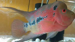 Very active Flowerhorn fish 18 cm