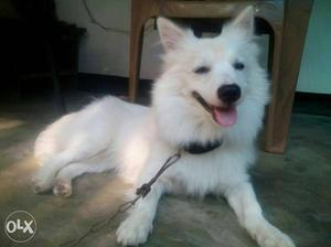 Very cute Japanese spitz female 6 month old puppy