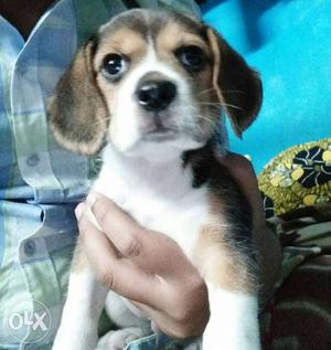 Very good quality beagle puppy for sell