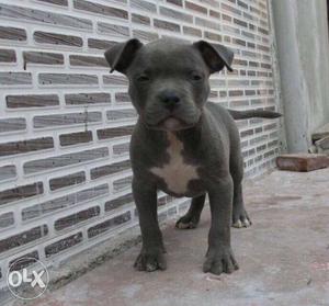 Very proud Pittbull pup text for more details