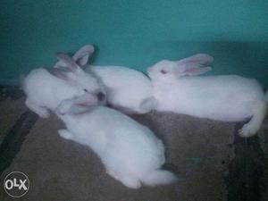 Want it get it now hi breed Healthy four rabbits