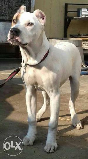Want to sell my pakistani bully 6.5 months old,