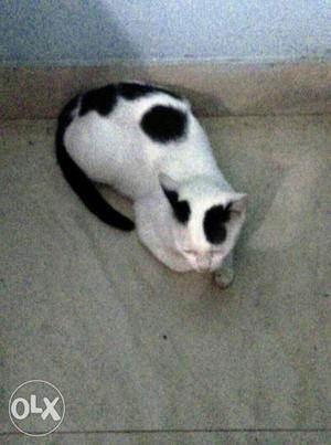 White And Black Short-fur Cat