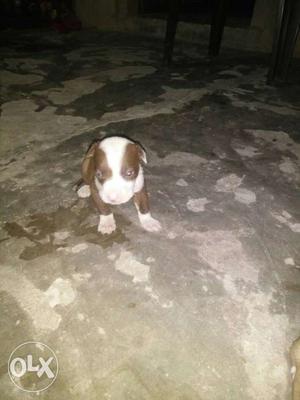 White And Brown American Pit Bull Terrier Puppy