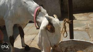 White And Brown Anglo-nubian Goat