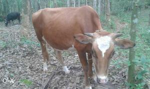White And Brown Cattle