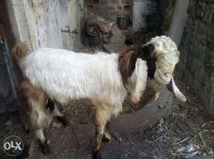 White And Brown Jamnapari Goat