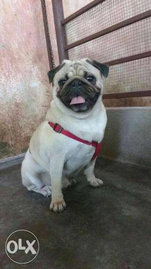 White And Brown Pug