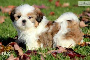 White And Brown Shih Tzu puppies avable this quality