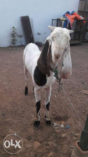White And Dark-brown Anglo Nubian Goat