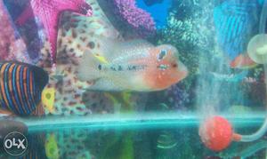 White And Red Flowerhorn Fish