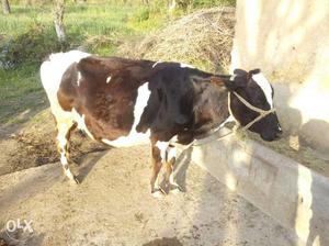 White, Black, And Brown Coated Cow