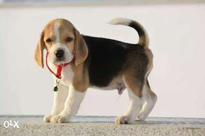 White, Black And Tan Beagle