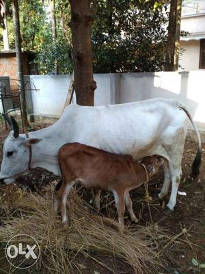 White Cattle And Brown Cattle Calf