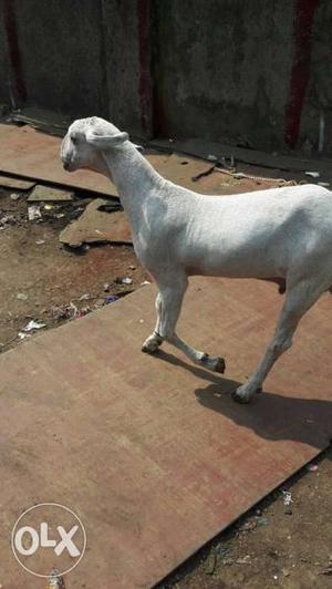 White Coated Goat