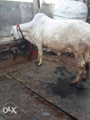 White Cow In Karnal