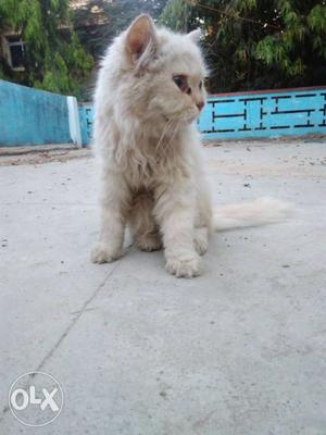 White Long Fur Cat Persian female cat