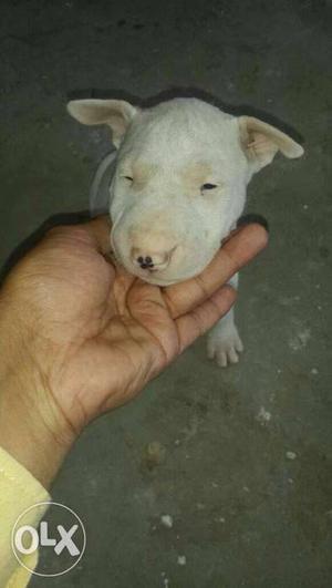 White Pitbull Terrier Puppy