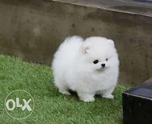 White Teacup Pomeranian avable pure breed home delivery