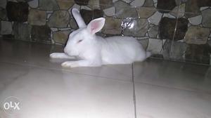 White female rabbit for sale