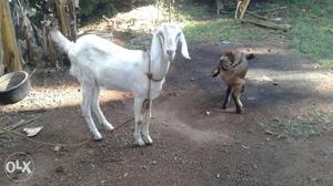 White malabari Goat With Brown Kid