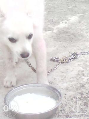 White male Pomeriun puppy 50 days old,very cute &