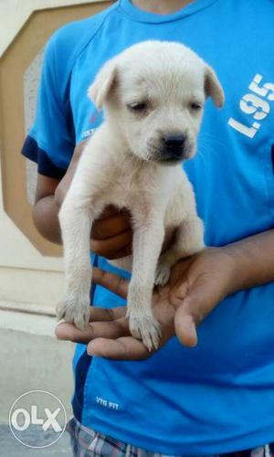 White pomerain female puppy 1 month healthy and