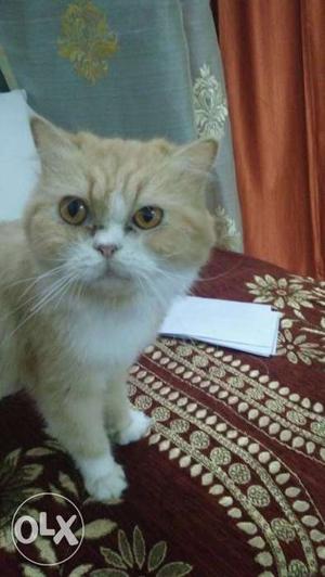 White punch face Persian male cat required for