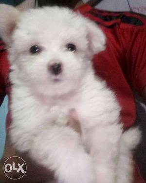 White soft fur healthy lahasa puppy of 40 days