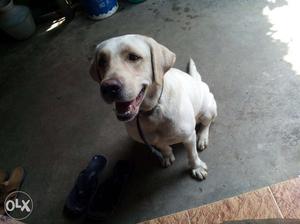 Yellow Labrador Retriever