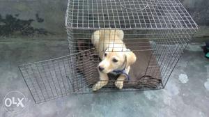 Yellow Labrador Retriever Puppy In Grey Cage