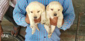 Yellow Labrador retriever heavy and pappies show
