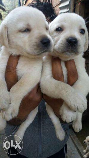Yellow labrador retriever puppies available Male