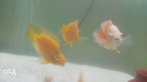Yellow parrat fish I breed 2month 1 pair rs.800
