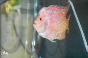 Zhen Zhu Pink Flowerhorn Fish