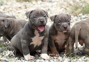 -dog-kennel-Black And White American Pit Bull Terrier
