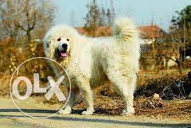 -dog-kennel-Tibetan mastiff male top quality with paper